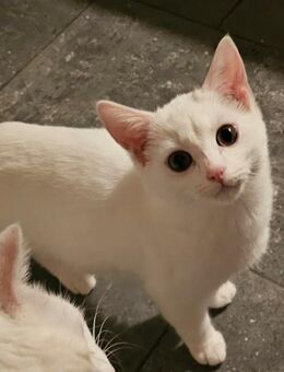 2 Süße Weiße Mischlingskatzen | 5 Monate | Weiblich - Velen