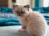 Heilige-Birma-Ragdoll Kitten Kater - Datteln