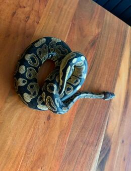 Königsphyton Schlange abzugeben mit Terrarium - Düsseldorf