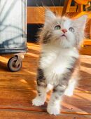 Funny ...Reinrassiges Maine Coon Kitten mit Stammbaum in 46238