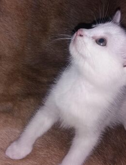 2 Katzenbabys abzugeben, auszugsbereit - Wanderup