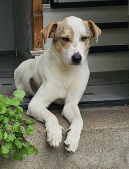Schmusefreund IVO sucht sein Traumzuhaus - Koblenz