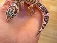 0.1 Raptor Het Diablo Blanco Leopardgecko Weibchen Enz 24 abzugeben Übergabe Hamm möglich - Emsdetten