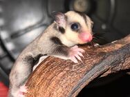 Sugar Glider Jungtier / Kurzkopfgleitbeutler - Flensburg