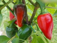 Chili Samen 10 Stück Jalapeno Valor Schärfe 5 Capsicum annuum 2024 BIO - Freising