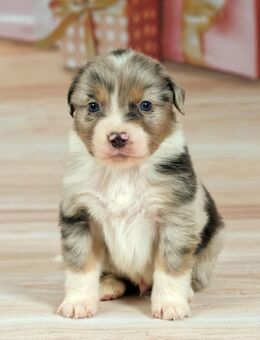 Traumhafte Australian Shepherd Welpen suchen Ihre Familien - Nienburg (Weser)