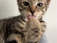 Katze - Ennepetal (Stadt der Kluterhöhle) Zentrum
