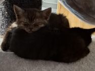 Geschwister BKH Maine Coon Mix suchen neues Zuhause - Bergneustadt