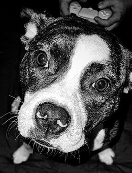 Hunde Mix sucht dringend ! - Lübtheen Zentrum