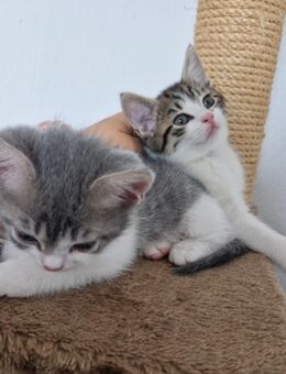 Maine Coon x BKH Mix Kitten geb. 15.07.25 - Namborn