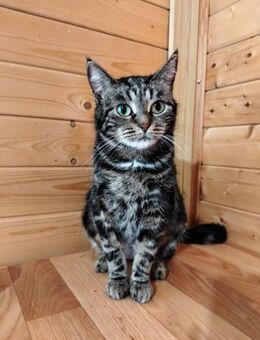 STESHA- sucht liebevolle Familie - Mainhardt