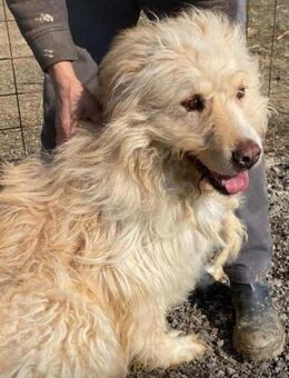 Boomer, ein Hund zum Verlieben - Overath