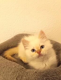 Süße Heilige Birma - Perser Katzenbabys, Babykatzen, Kitten, Katzen Perserkatze, cats - Berlin