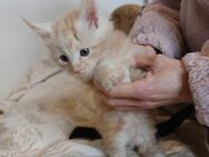 Reinr. Maine Coons: Red tabby, Red white tabby, eine Glückskatze - Münster