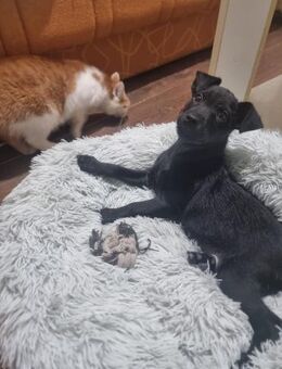 💕Lulu💕sucht ihre Menschen 🐾💖 - Freilassing