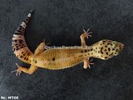 Leopardgecko 2024 Männchen Weibchen - Berlin