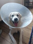 Golden Retriever in 32052