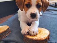 Parson Jack Russell Terrier Welpe - Kiel