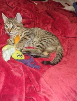Unsere kitten suchen liebe volles zuhause - Belm