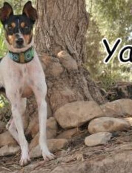 Yago verdient seine Chance! - Essingen (Rheinland-Pfalz)
