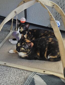 2 Tricolor Kitten zu verkaufen - Bochum Gerthe