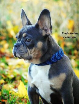 Wunderschöne französische Bulldogge ab Mitte September abzugeben - Pechbrunn