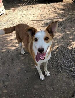 Curry- neue Heimat gesucht - Nürnberg