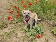 🐾💔 Anja Ein kleines Welpenherz - Kassel