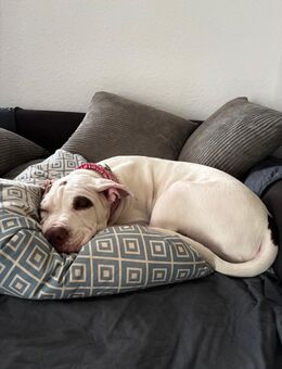 Exclusiver Bully Welpe - Schladen-Werla