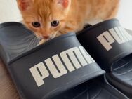 Kitten zu verkaufen rothaarige Mischlinge - Belm