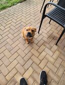 Mischlingswelpe Holy Boxer /Labi mix in 56370