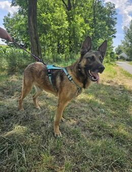 Schäferhund Rüde Maraton - Velbert