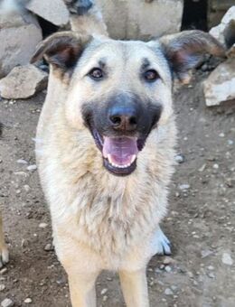 Beauty♥Fly♥ herzliche,treue Fellfreundin - Hamburg