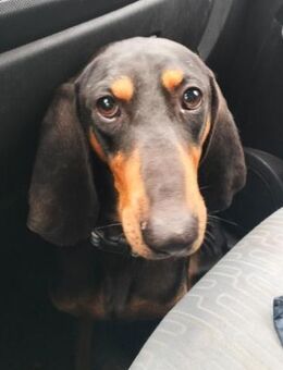 Alfredino sucht Herzensmenschen - Herxheim (Landau)