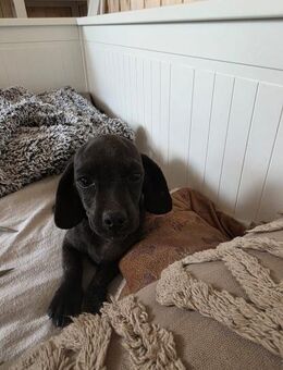 🐾❤️ LUCY SUCHT EIN ZUHAUSE ❤️🐾 - Stuttgart