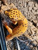 Leopardgecko mit Terrarium in 86857