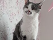 Katze weiblich abzugeben - Morschen