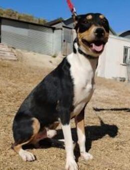 Neo - süßer Jungspund sucht Zuhause - Freudenstadt