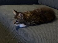 Maine Coon Kitten sucht liebevolles Zuhause - Attendorn (Hansestadt)