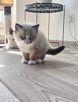 Bkh Maine Coon Kitten Mix - Hamburg Altona