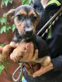 Saki sucht ein harmonisches Zuhause - Nordwalde