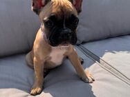 Französische Bulldogge Welpen mit Ahnentafeln - Meißenheim