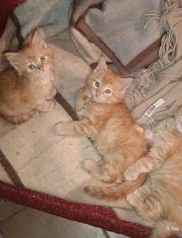 Wunderschöne Maine -Coon- Norweger mischlingskitten - Werdau