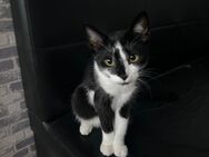 Unser Katze sucht ein liebevolles Zuhause - Duisburg