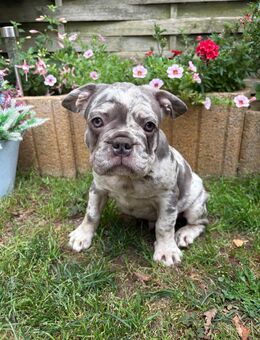 Französische Bulldoggen Welpen - Ratekau