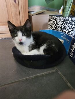 Kleiner Kater geb am 01.09.2025 Abgabe ab 01.12.2025 - Neuhaus (Oste)