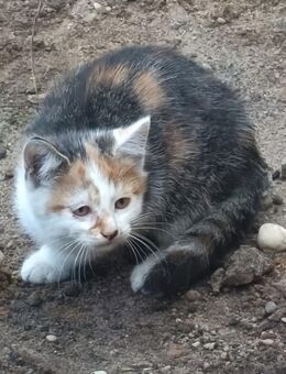 Katzenkitten abzugeben - Plessa