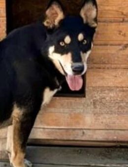 Jonas 53 cm - Alpenrod