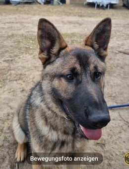 Schäferhund 1 Jahr alt reinrassig papiere Geimpft gechipt - Fürstenwalde (Spree)
