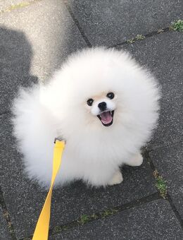 Pomeranian Zwergspitz - Köln